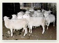 British Sheep